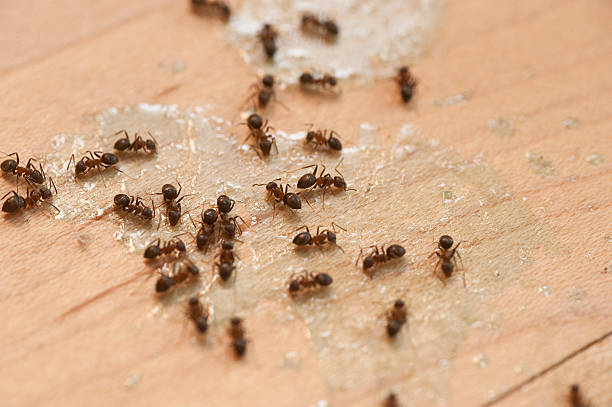 Best Flea Control Services  in Viera West, FL