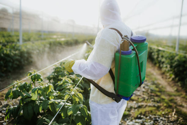 Best Wasp Removal Services  in Viera West, FL